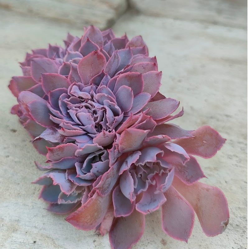 エケベリア・フィレンツェ斑入り（大） フィレンツェ綴化 エケベリア カット苗 | 多肉植物カット苗の通販