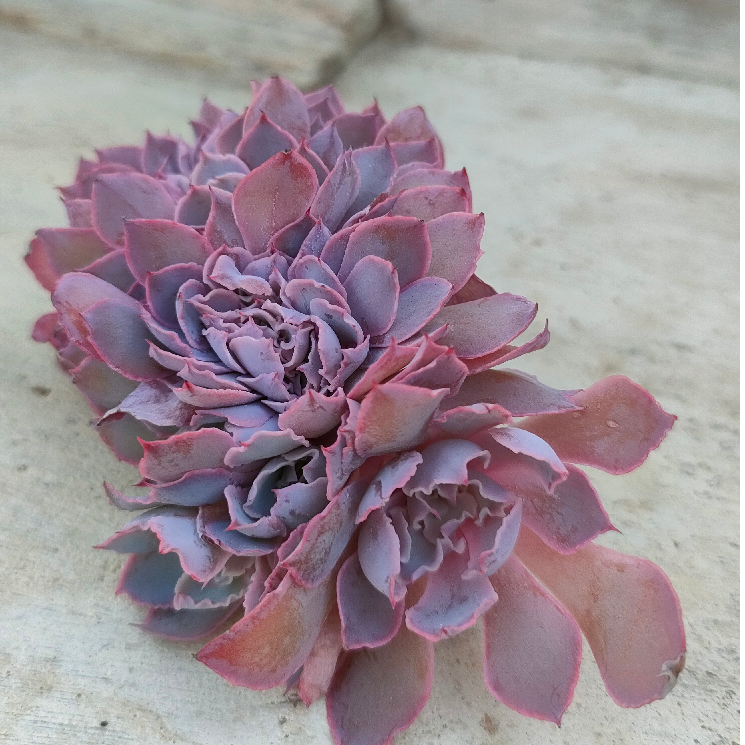 多肉植物　エケベリア・フィレンツェ斑入り（大） フィレンツェ綴化 エケベリア カット苗 | 多肉植物カット苗の通販