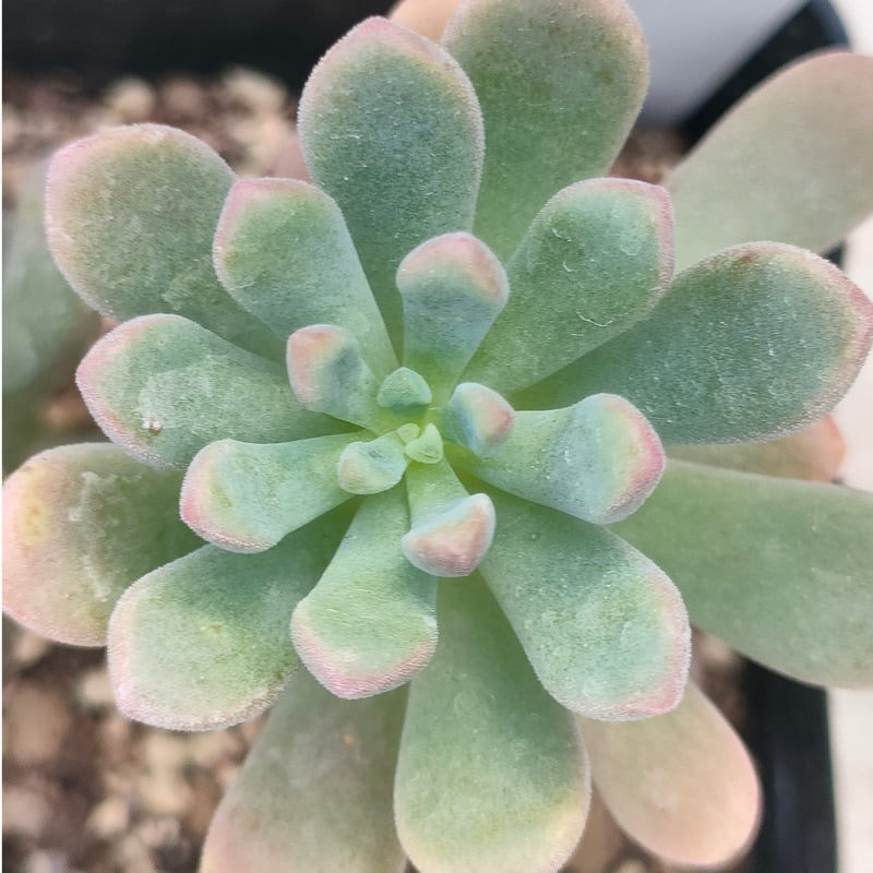 スプリングワンダー×ロッティ セダム 抜き苗 | 多肉植物カット苗の通販