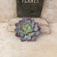 No.528 ❁エリークイーン❁ カット苗 多肉植物 寄せ植え 多肉植物 エリークイーン3苗セット エケベリア 韓国苗 カット苗