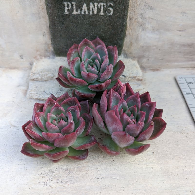 フロリディティール エケベリア カット苗 | 多肉植物カット苗の通販