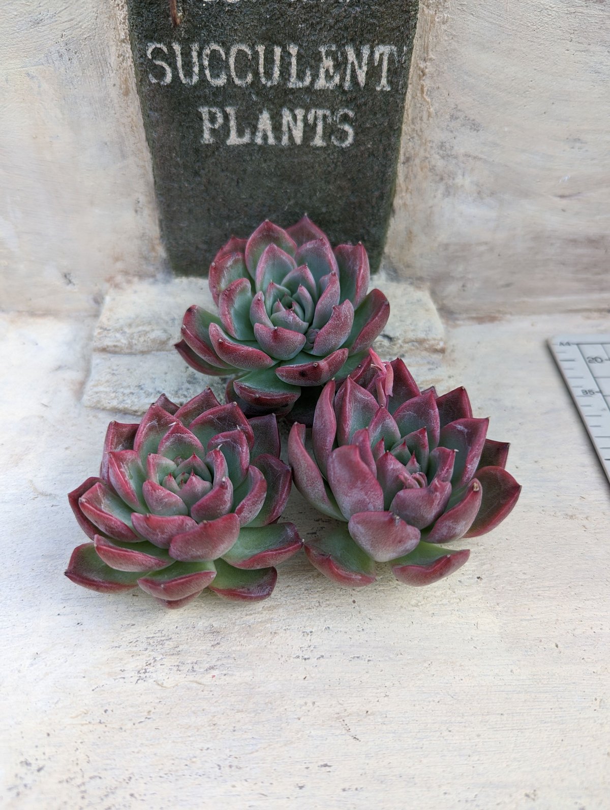 多肉植物❤️フロリディティール ❤️1大頭5小頭11cm拔き苗三年生セダム  おまけ 多肉植物❤️フロリディティール ❤️1大頭5小頭11cm拔き苗三