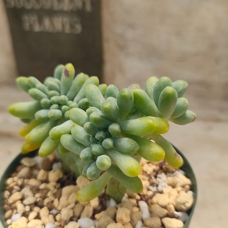乙女心綴化 エケベリア 抜き苗 | 多肉植物カット苗の通販 | エケベリア