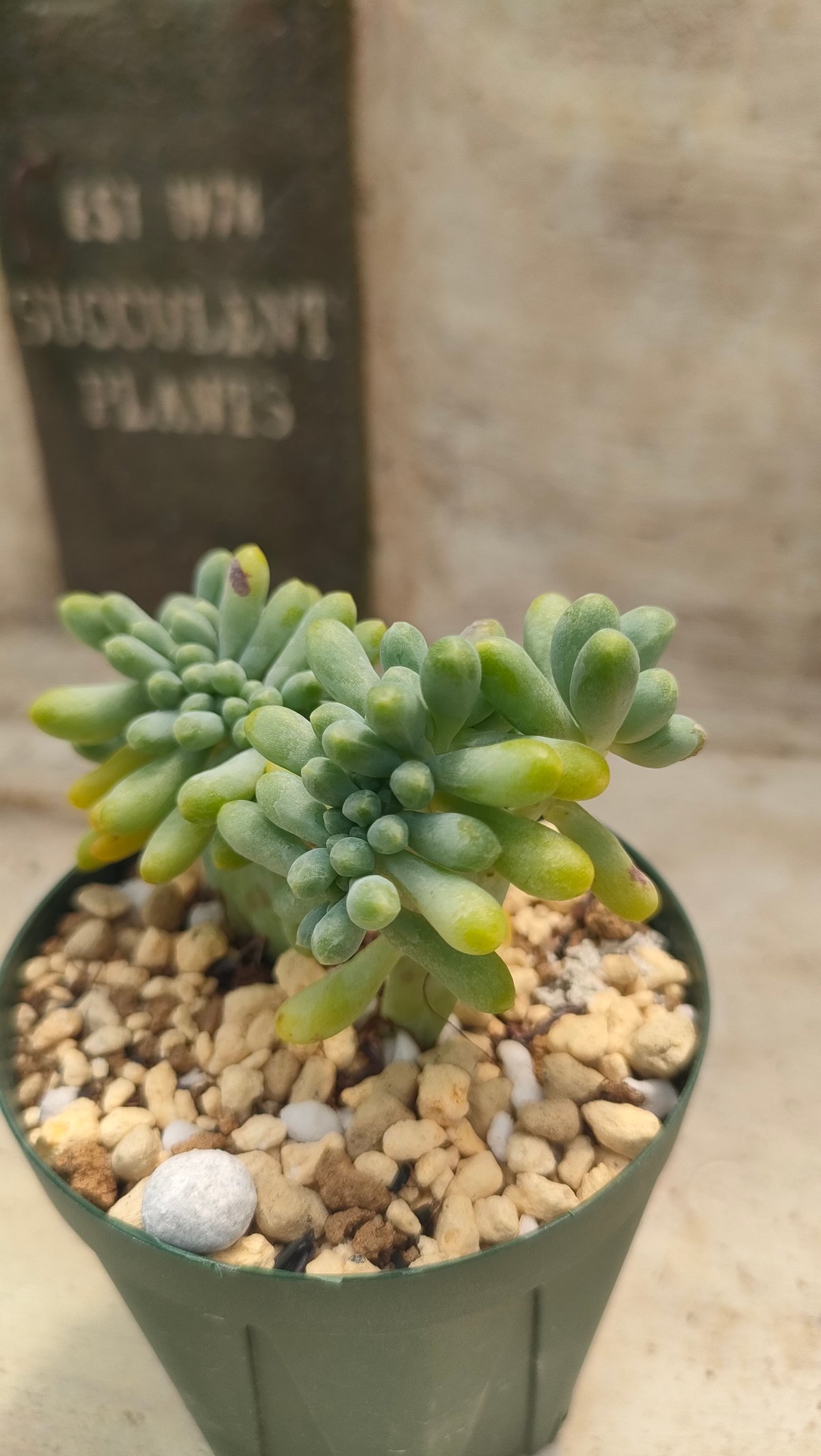 乙女心綴化 エケベリア 抜き苗 | 多肉植物カット苗の通販 | エケベリア