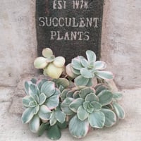 バロンボールド エケベリア カット苗 | 多肉植物カット苗の通販