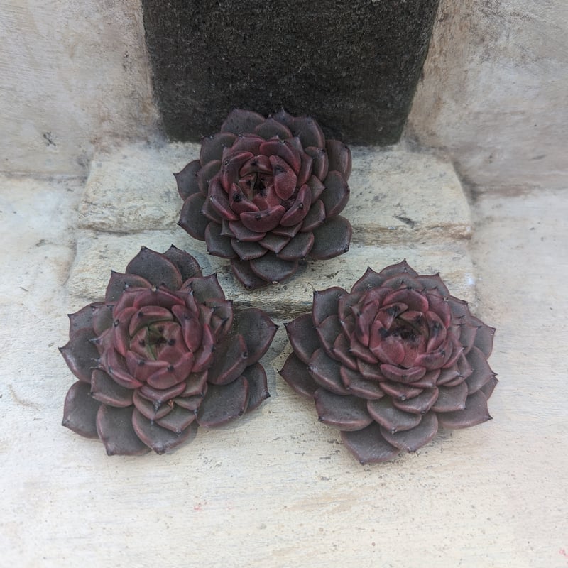 ディバインフルート エケベリア カット苗 | 多肉植物カット苗の通販