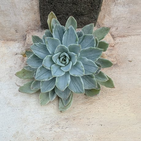 多肉植物カット苗の通販 | エケベリア(韓国苗)多肉植物専門店