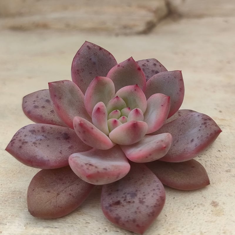 アリエル エケベリア カット苗 | 多肉植物カット苗の通販 | エケベリア