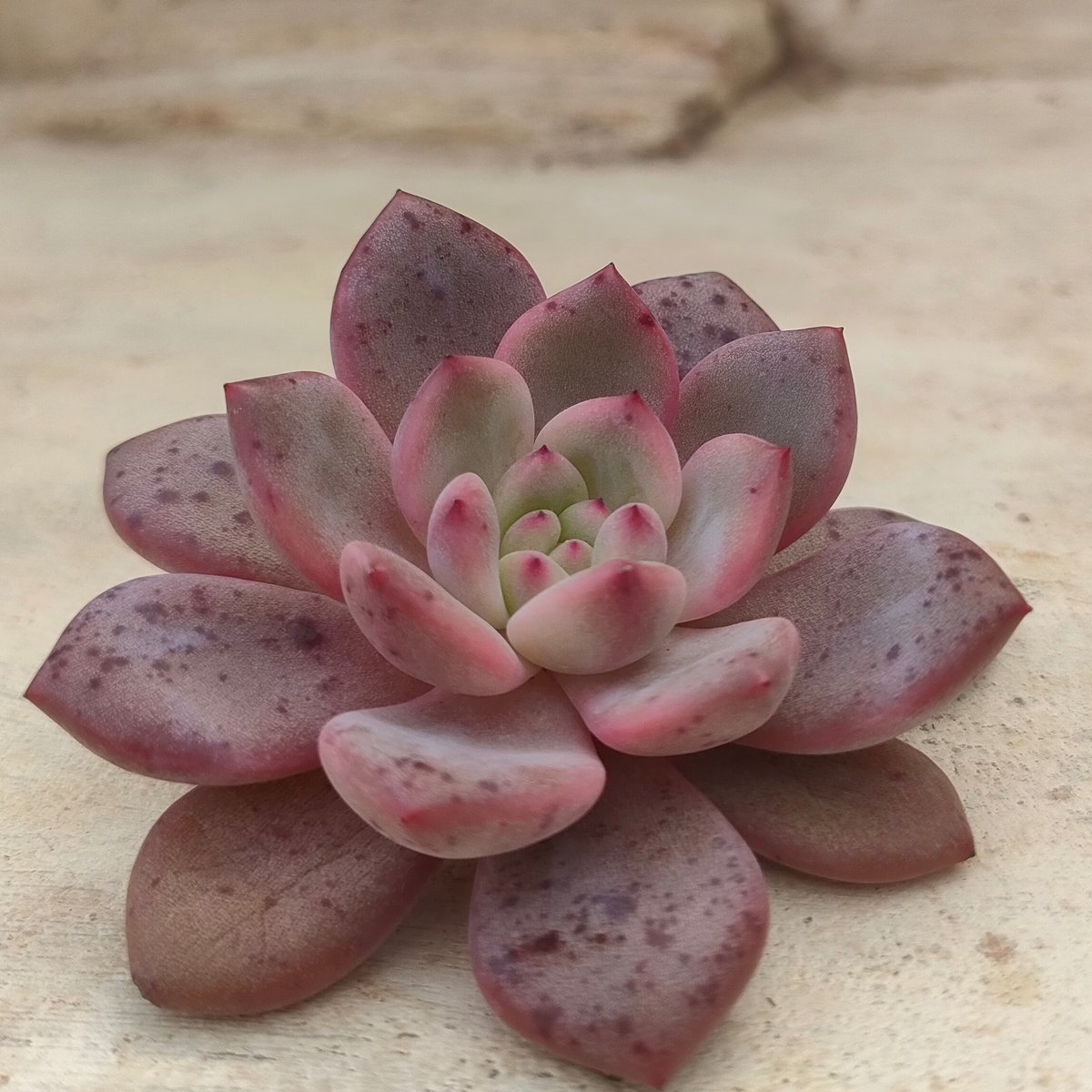 アリエル エケベリア カット苗 | 多肉植物カット苗の通販 | エケベリア