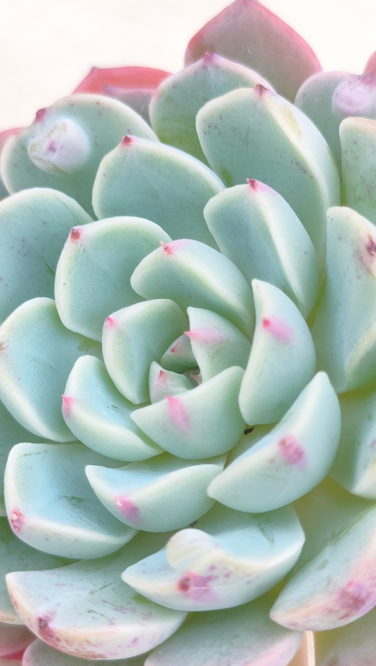 ホワイトモンドロップ エケベリア カット苗 | 多肉植物カット苗の通販