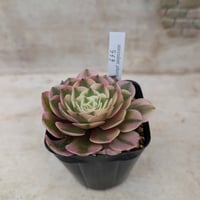 ハロウィン 綴化 アエオニウム カット苗 | 多肉植物カット苗の通販