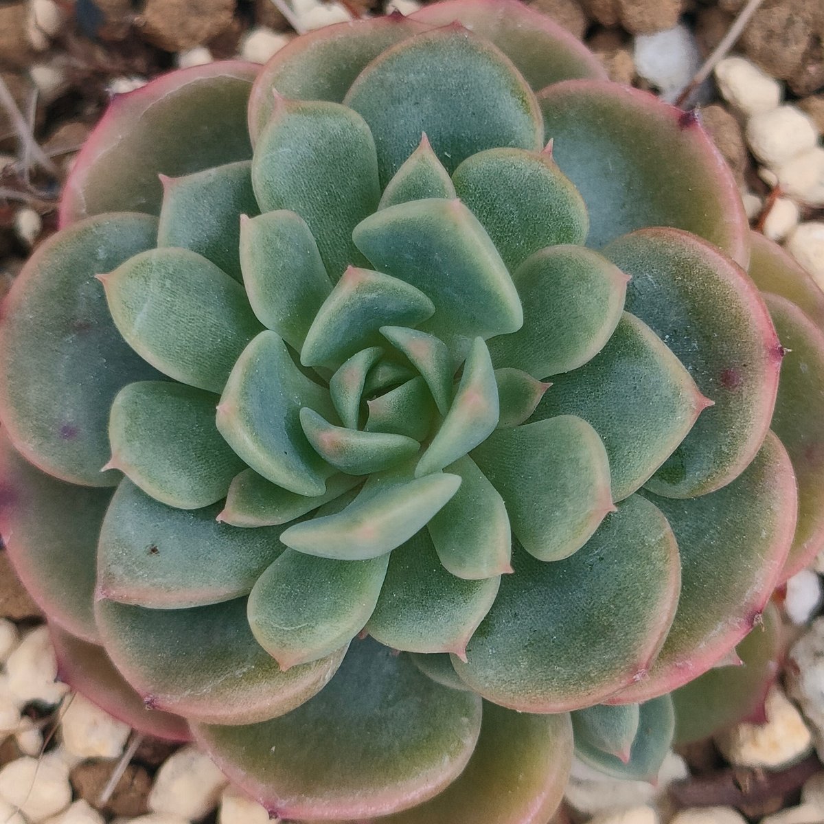 シュガーベビー◎多肉植物 カット苗 韓国苗 エケベリア等 シュガーベイビー エケベリア | 多肉植物カット苗の通販 | エケベリア