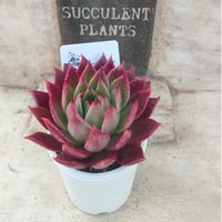 pande エケベリア カット苗 | 多肉植物カット苗の通販 | エケベリア