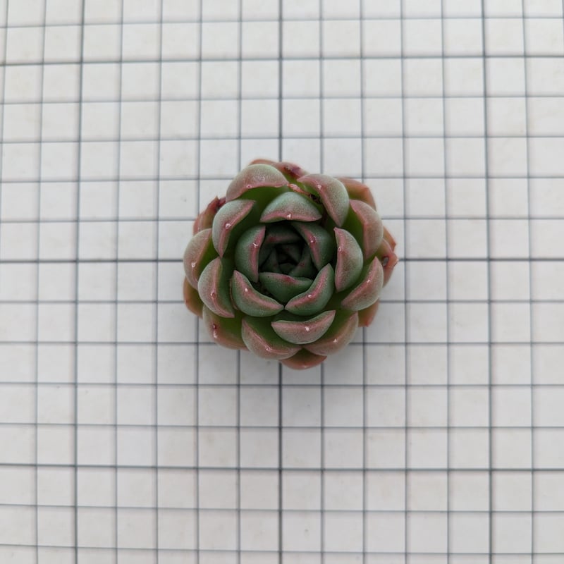 アイスエイジ エケベリア カット苗 | 多肉植物カット苗の通販