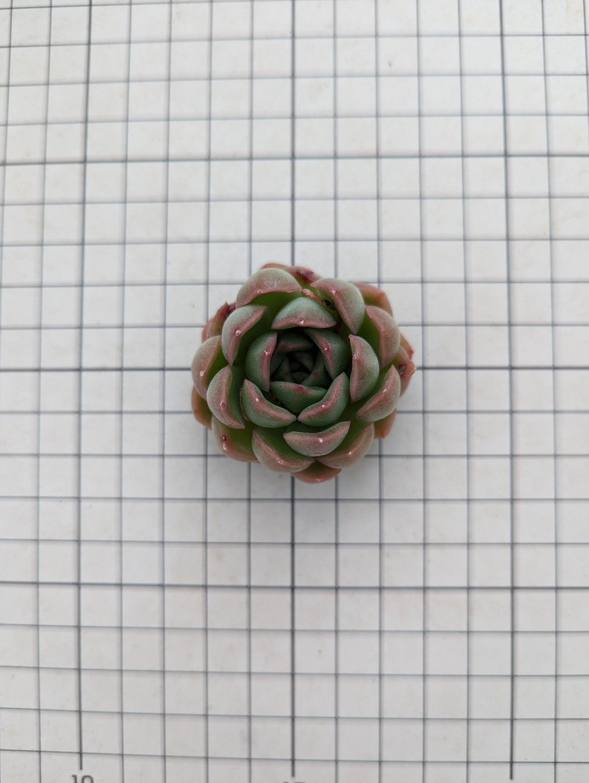 アイスパープル◎多肉植物 カット苗 韓国苗 エケベリア等 ○多肉植物 エケベリア ピンクアイスソウル 2.5寸苗 C4127 - ハニー