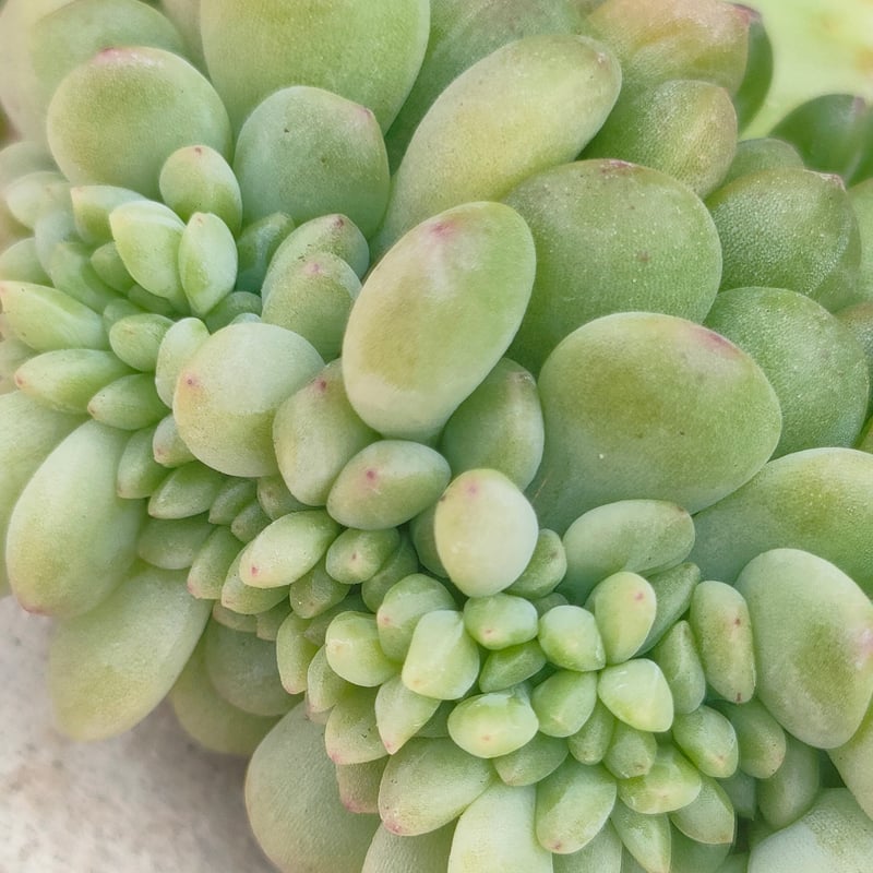 シャングリラ綴化 エケベリア カット苗 | 多肉植物カット苗の通販