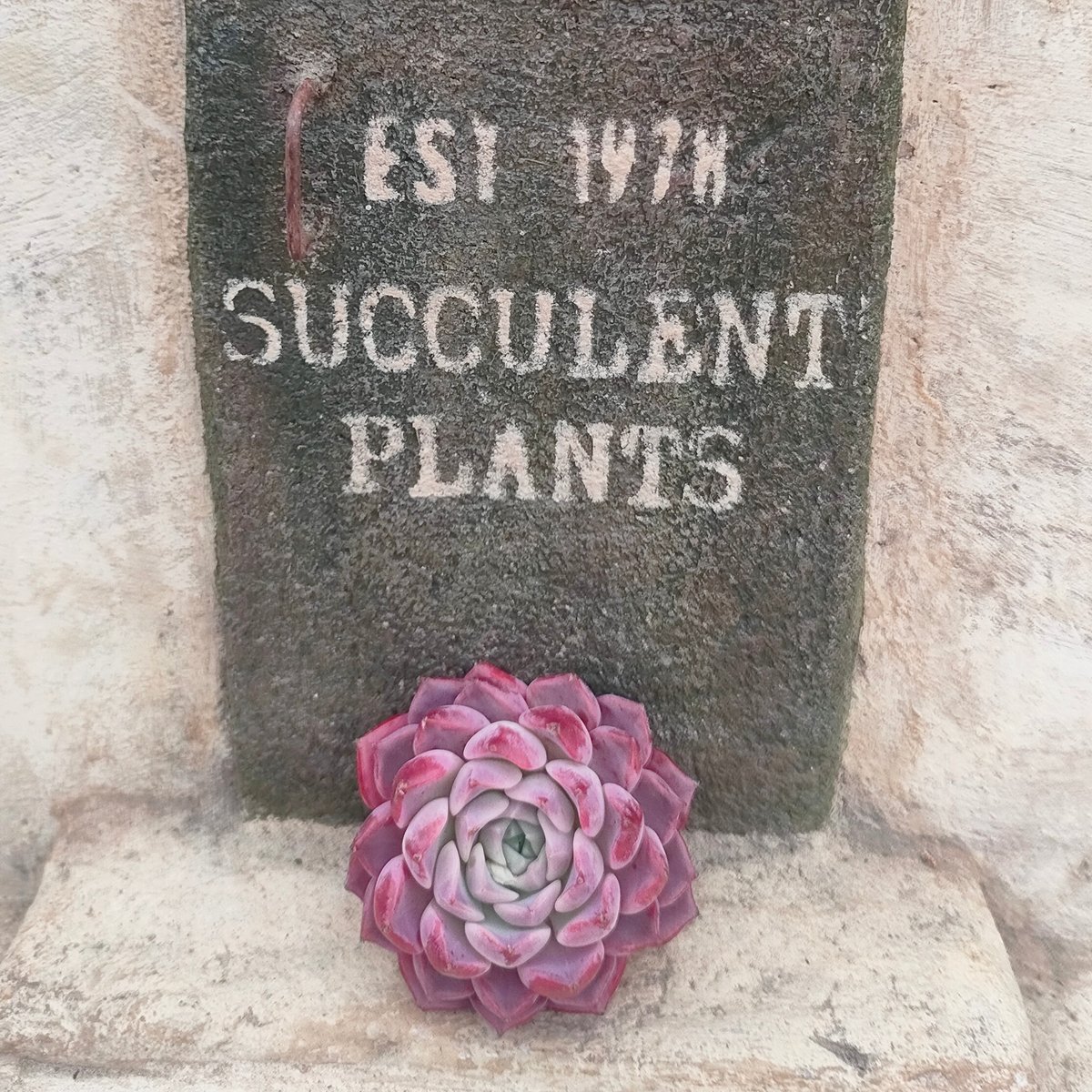 ハンアルム エケベリア カット苗 | 多肉植物カット苗の通販