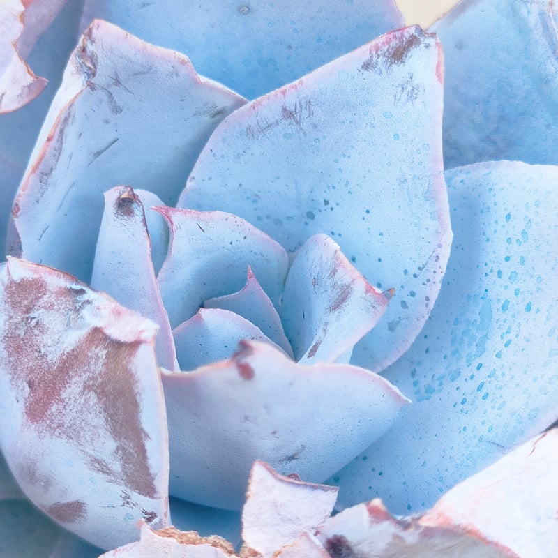 カンテ エケベリア カット苗 | 多肉植物カット苗の通販 | エケベリア