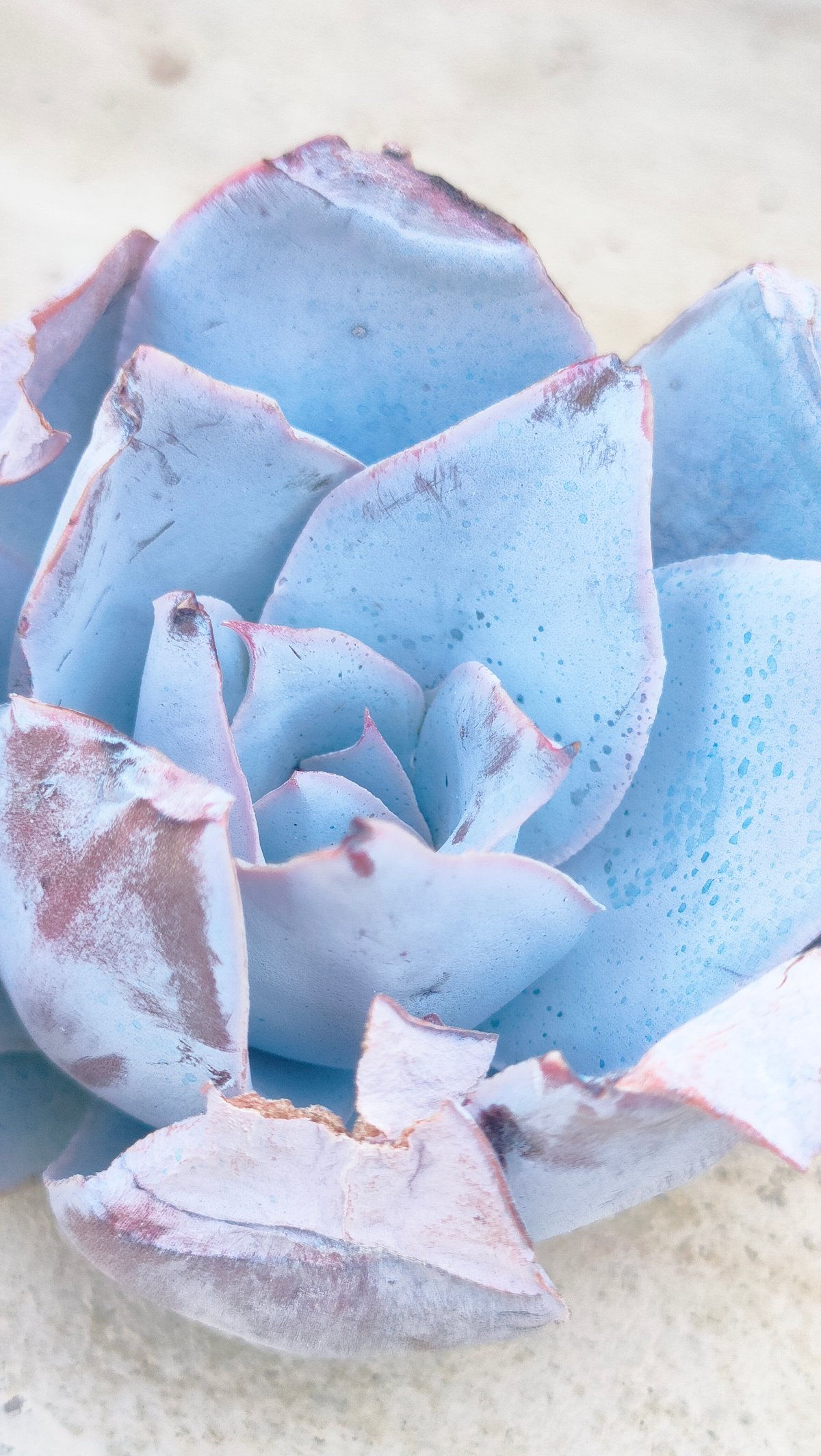 カンテ エケベリア カット苗 | 多肉植物カット苗の通販 | エケベリア