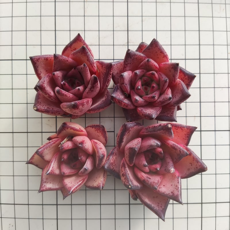 ロメオ エケベリア カット苗 | 多肉植物カット苗の通販