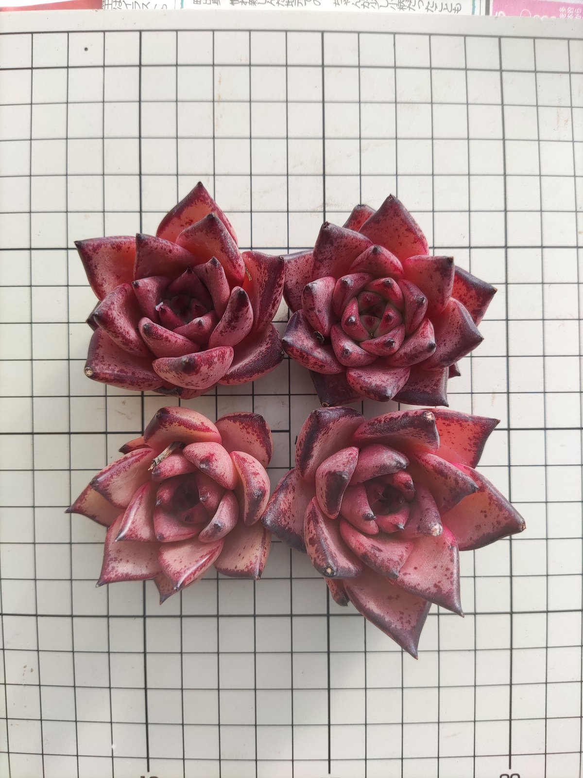 多肉植物　ブロードロメオ　韓国苗 楽天市場】ブラッディーロメオ エケベリア Mサイズ 韓国苗