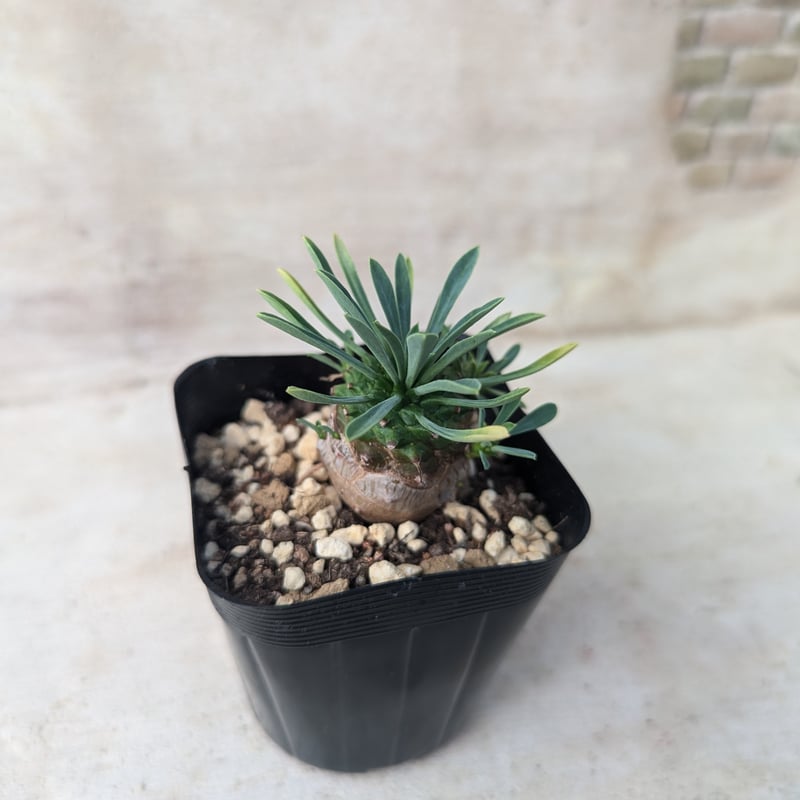 ユーフォルビアブレビラマ【実生苗】【抜き苗発送】