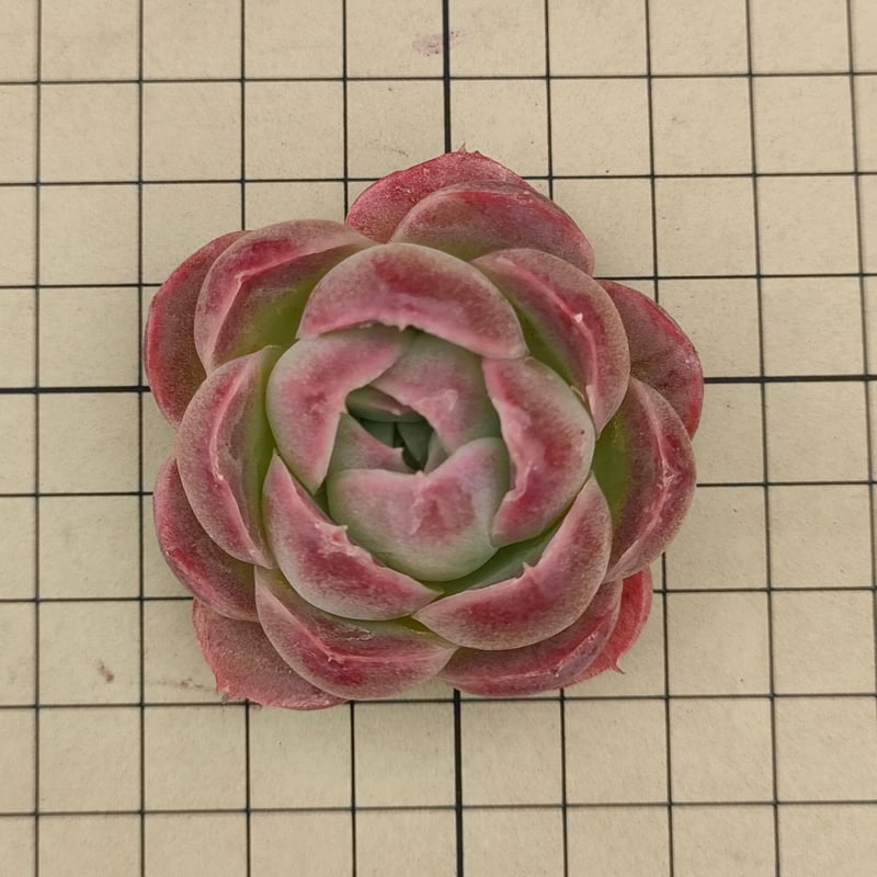 デリクッキー エケベリア カット苗 | 多肉植物カット苗の通販