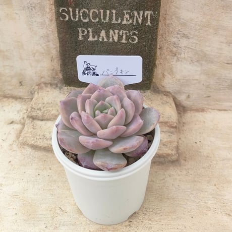 商品一覧 | 多肉植物カット苗の通販 | エケベリア(韓国苗)多肉植物専門