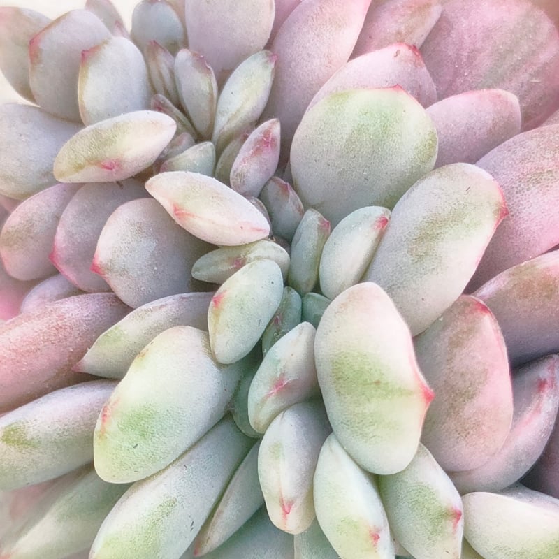 レモンアンドライム錦綴化 エケベリア カット苗 | 多肉植物カット苗の