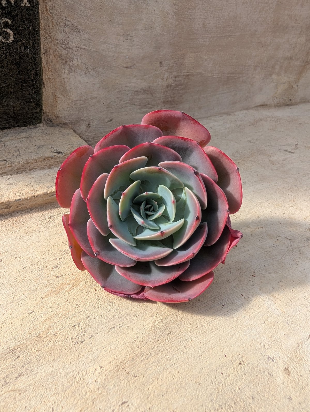 韓国苗♪ノーブル♪カット苗♪ 楽天市場】ノーブル エケベリア 1頭 Mサイズ 5.5cmポット 韓国苗