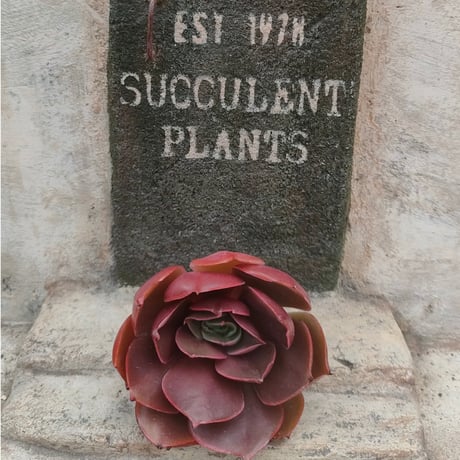 商品一覧 | 多肉植物カット苗の通販 | エケベリア(韓国苗)多肉植物専門