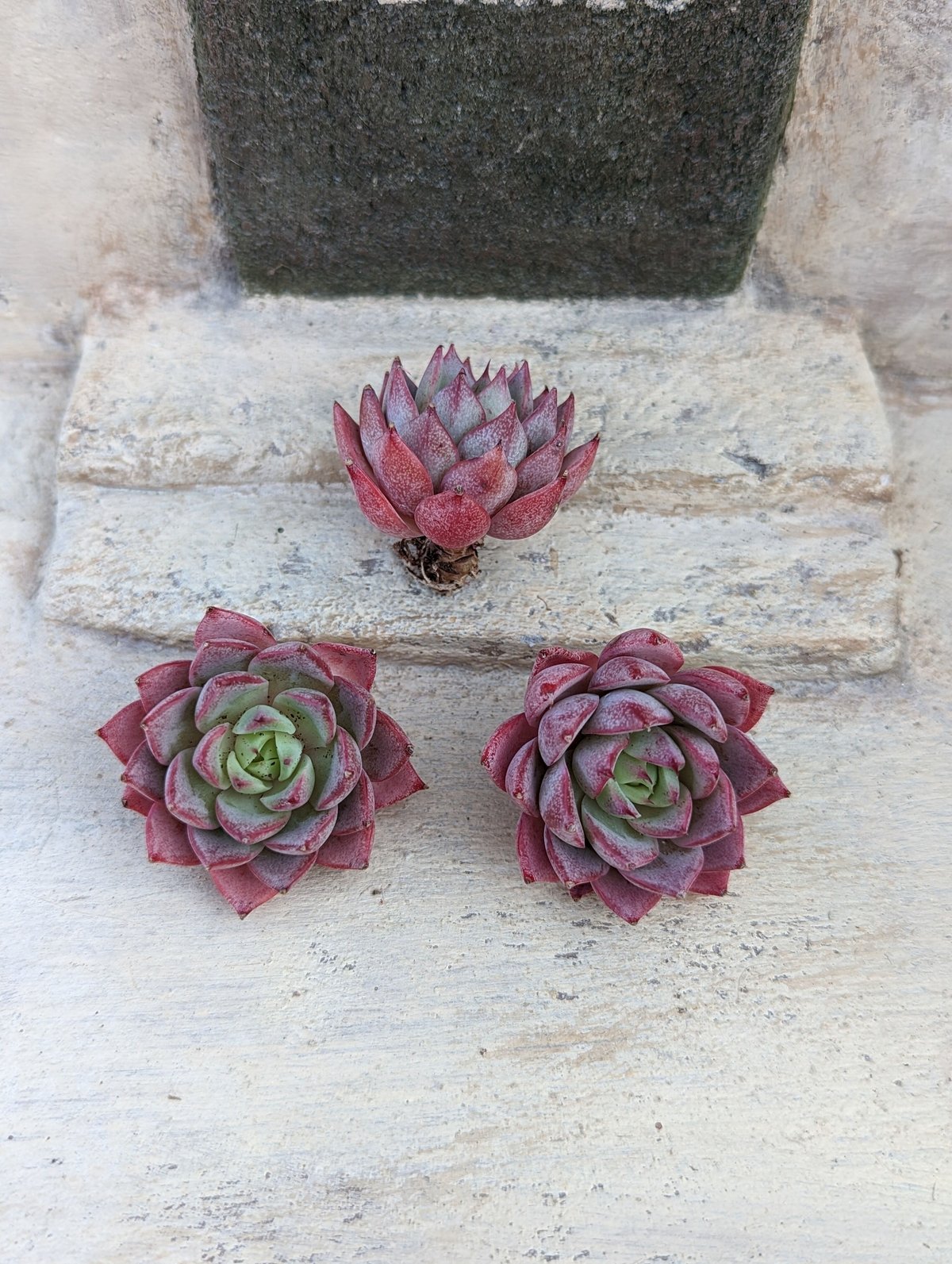 フランスアンナ エケベリア カット苗 | 多肉植物カット苗の通販