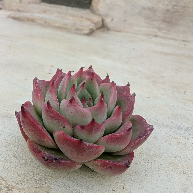アモール エケベリア カット苗 | 多肉植物カット苗の通販 | エケベリア