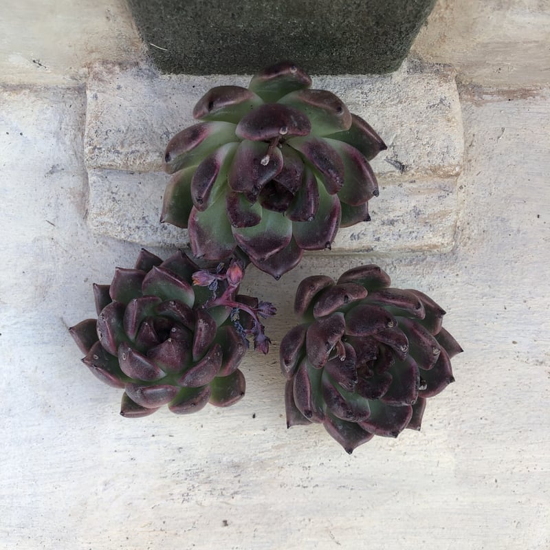 ブラッククイーン エケベリア カット苗 | 多肉植物カット苗の通販