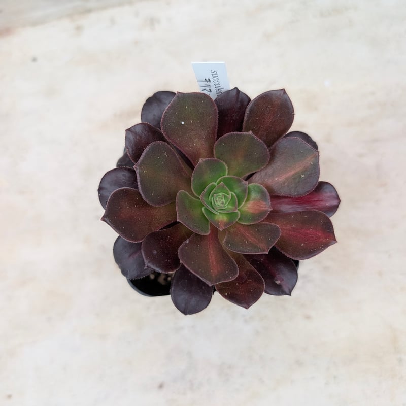 キリマンジャロ アエオニウム 土付き 宅急便発送 | 多肉植物カット苗の