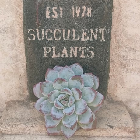 商品一覧 | 多肉植物カット苗の通販 | エケベリア(韓国苗)多肉植物専門