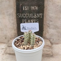 セダム抜き苗a 71nIfupzxhL._UF350,350_QL50_.jpg