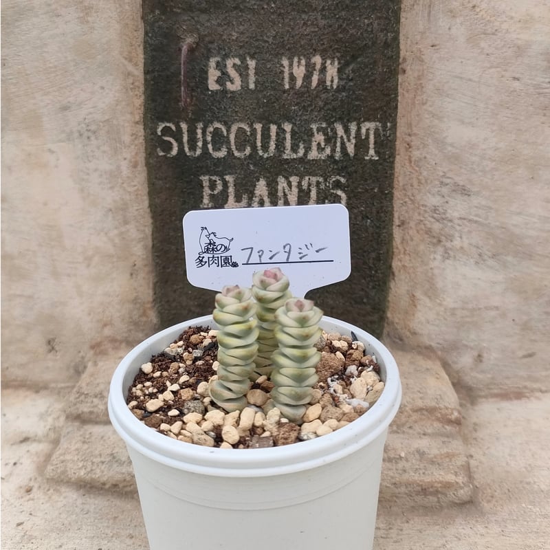 ファンタジー クラッスラ 抜き苗 | 多肉植物カット苗の通販