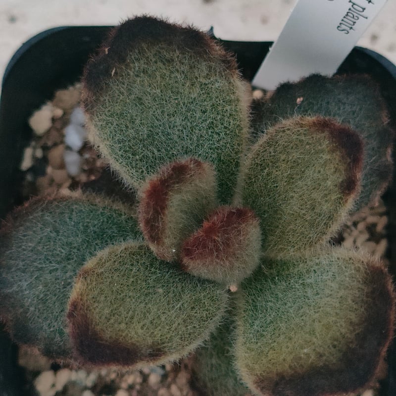 テディベア カランコエ 抜き苗 | 多肉植物カット苗の通販 | エケベリア