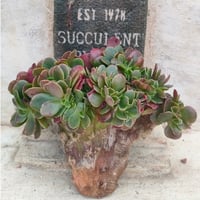 ピンキー エケベリア カット苗 | 多肉植物カット苗の通販 | エケベリア