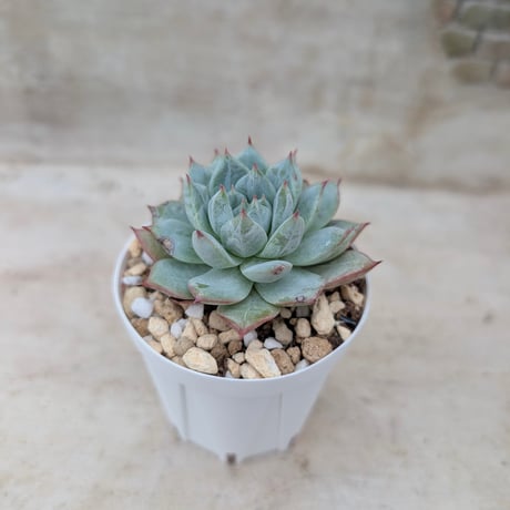 商品一覧 | 多肉植物カット苗の通販 | エケベリア(韓国苗)多肉植物専門