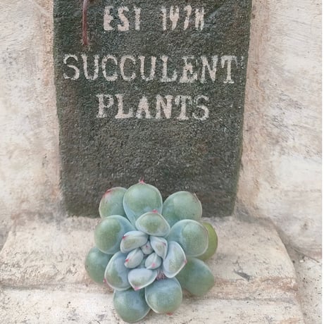 商品一覧 | 多肉植物カット苗の通販 | エケベリア(韓国苗)多肉植物専門