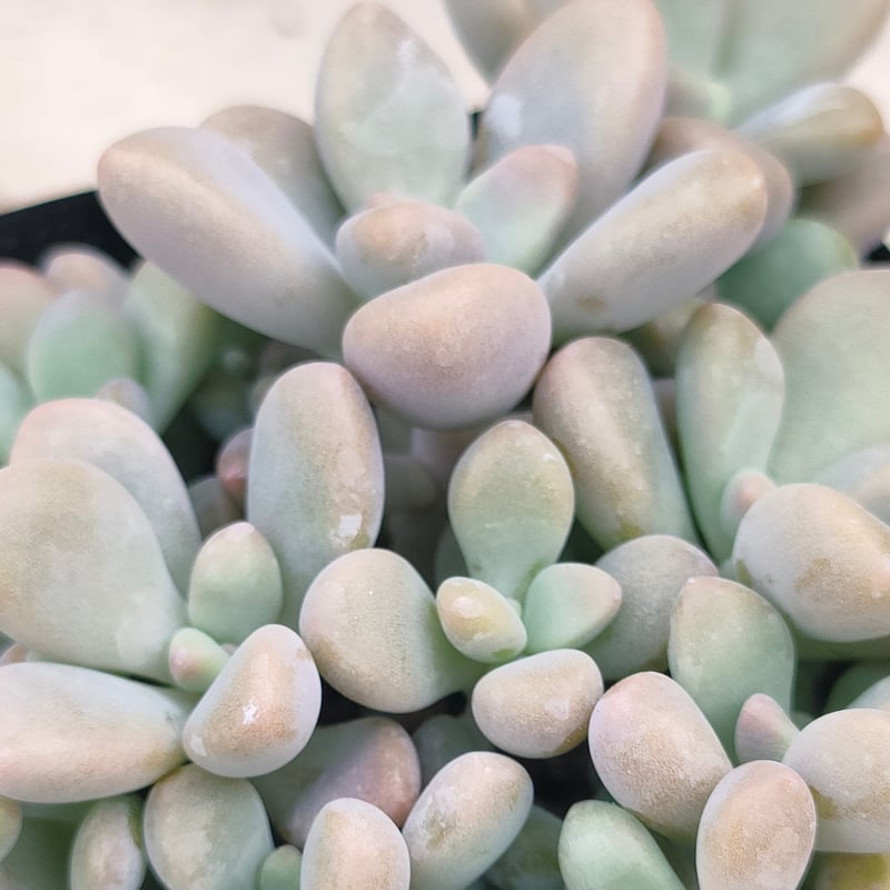 多肉植物 グラプトペタルム だるま秀麗