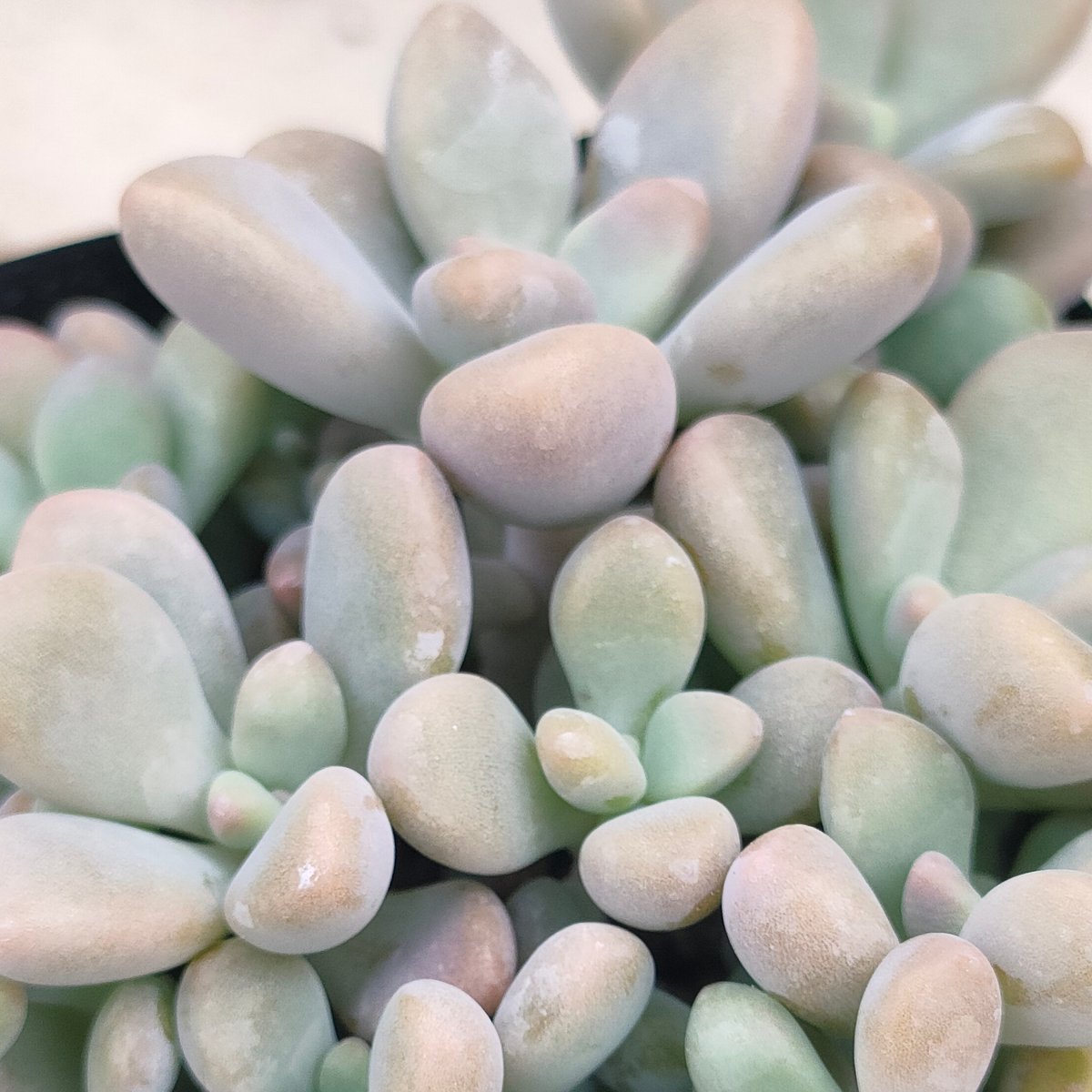 多肉植物　グラプトペタルム　だるま秀麗 だるま秀麗 グラプトペタルム 土付き 宅急便発送 | 多肉植物