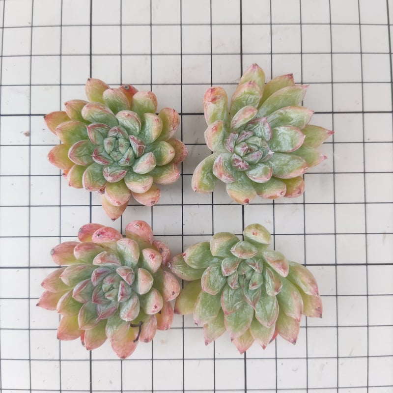 マーズ エケベリア カット苗 | 多肉植物カット苗の通販