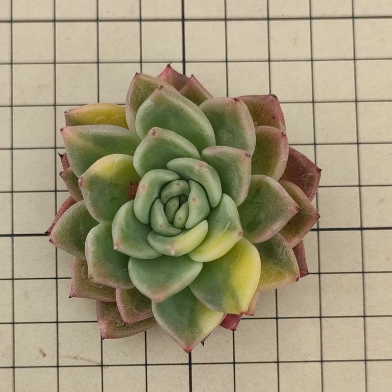 ラジョヤ錦 エケベリア カット苗 | 多肉植物カット苗の通販