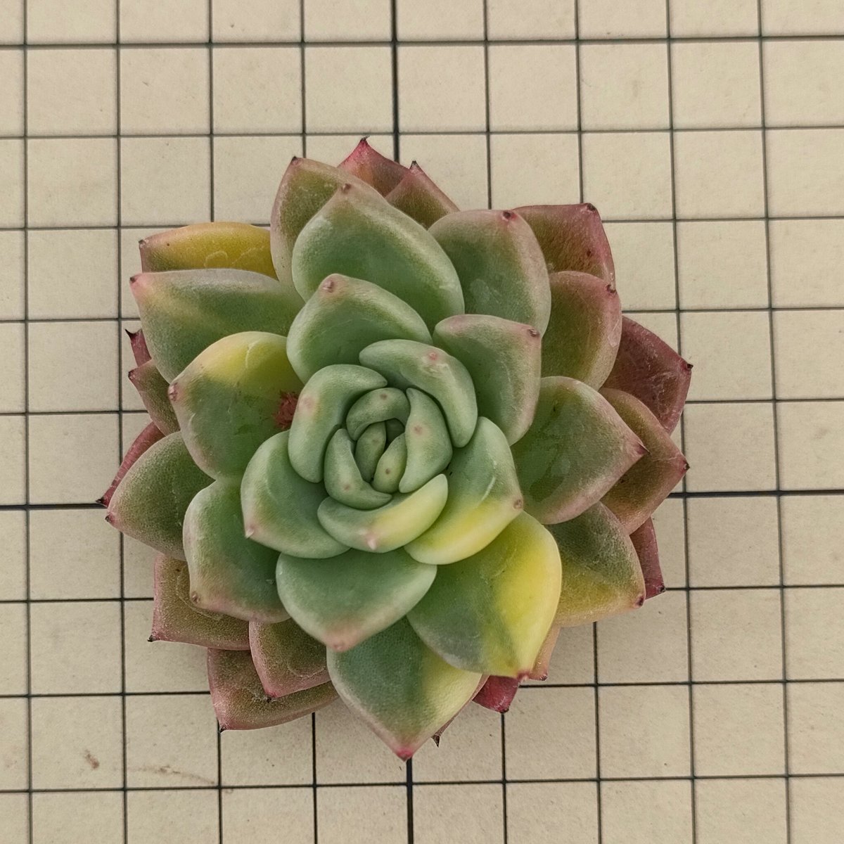 ラジョヤ錦 エケベリア カット苗 | 多肉植物カット苗の通販