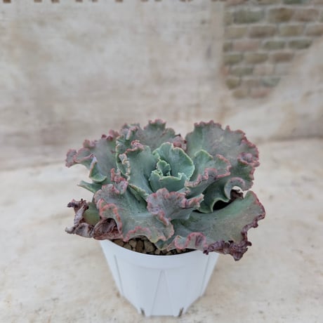 商品一覧 | 多肉植物カット苗の通販 | エケベリア(韓国苗)多肉植物専門