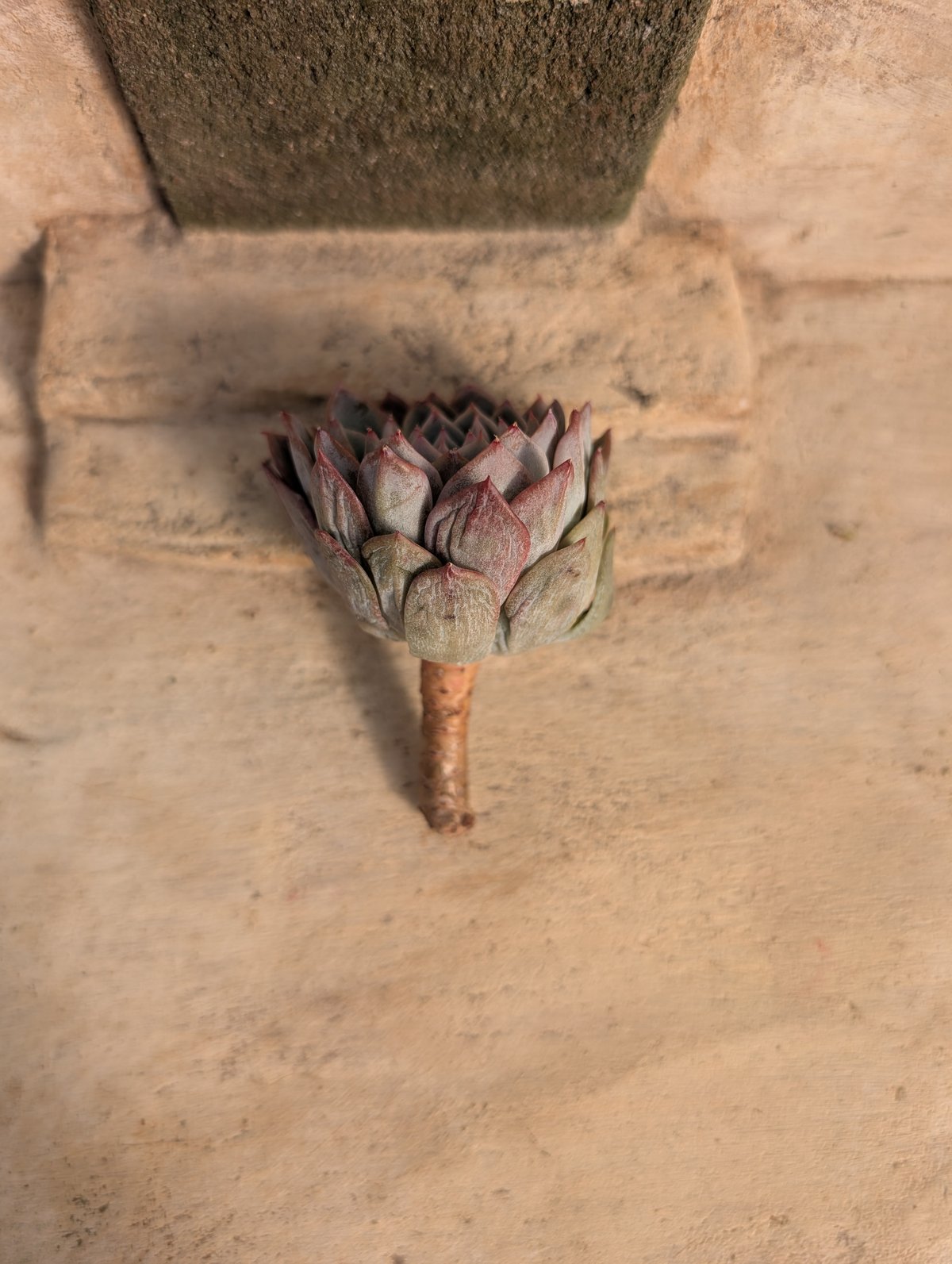 訳あり特価品◎ナイチンゲール◎多肉植物 カット苗 韓国苗 エケベリア等 ナイチンゲール エケベリア カット苗 | 多肉植物カット苗の通販