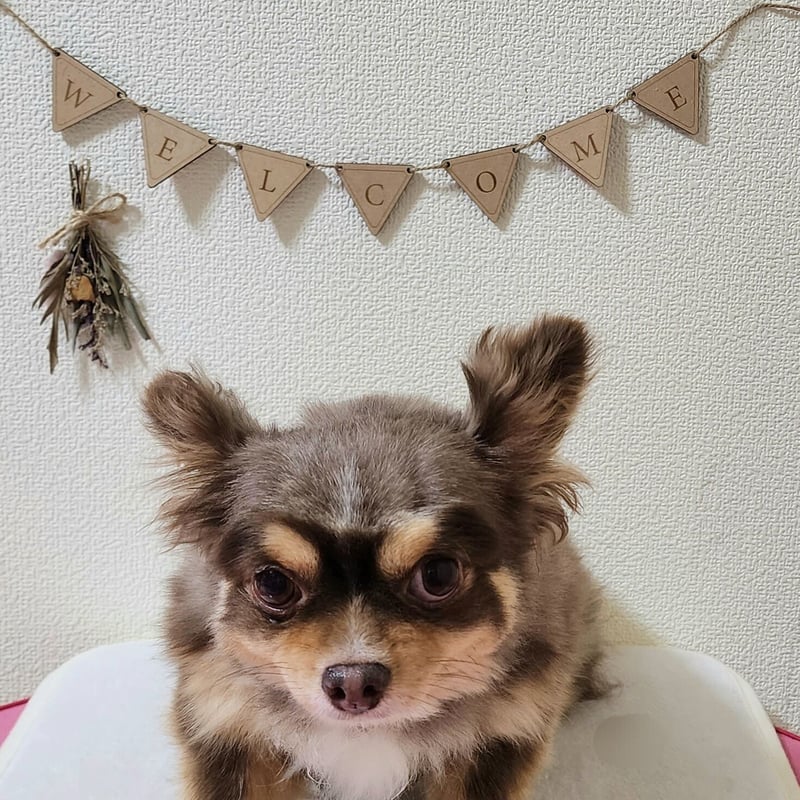 ガーランド ウェルカム 看板 木製ガーランド ショップ看板 イベント用